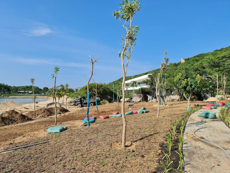 Hoàn thiện và bàn giao gói thầu Cung cấp, trồng và bảo dưỡng cây xanh, thảm cỏ Dự án Vias Vân Phong Resort